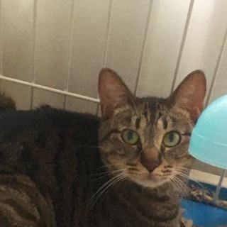 沢山のご応募有難う御座います。決定しました。