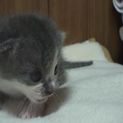 4月29日へその緒付いてた子猫4匹（グレー）