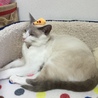 の写真