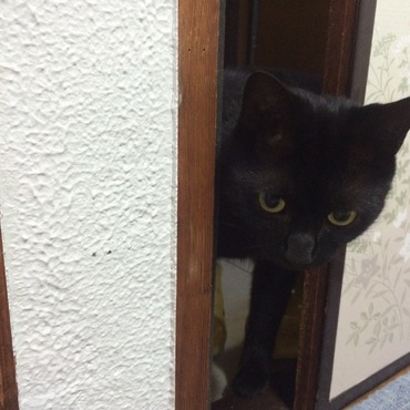 ギンの写真