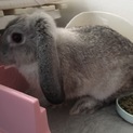 ロップイヤー 仔ウサギ