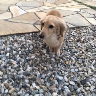 子犬のような成犬カニンヘンダックスです。