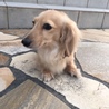 子犬のような成犬カニンヘンダックスです。 サムネイル2