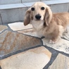 子犬のような成犬カニンヘンダックスです。 サムネイル3