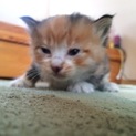 ☆大至急☆生後約1ヶ月未満の子猫ちゃん。