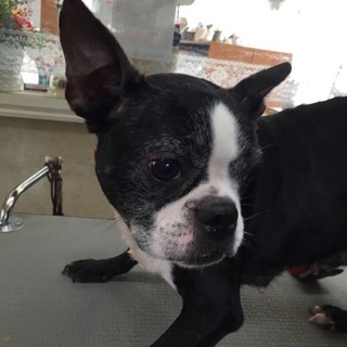 この子の家族を探しています