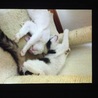 の写真