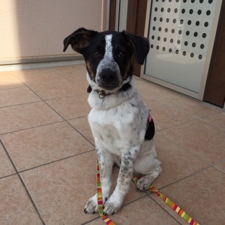 この子の家族を探しています