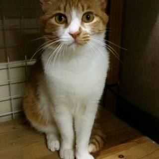 代理募集・もも吉