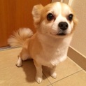 不妊治療済・トイレトレーニング済・メス5歳