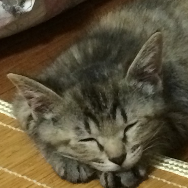 ちぃの写真