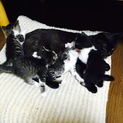 黒猫ちゃんが生んだ猫