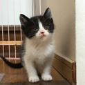 白黒仔猫　ジンジャーです。