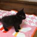 くろねこ　ペッパーです。