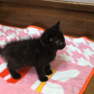 くろねこ　ペッパーです。