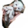 白ねこちゃんです！