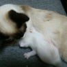 お母さんと子猫ちゃん