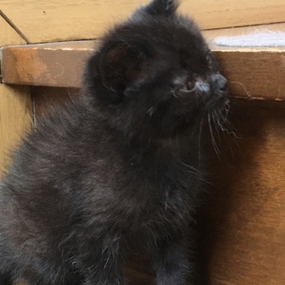 くろねこ　シュガーです。