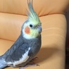 さいとうぴぴ