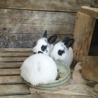 ミニウサギの赤ちゃん