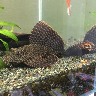 セルフィンプレコの里親を募集しています。