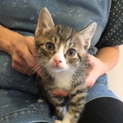 きっと！美猫になります