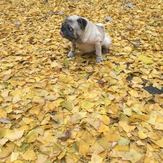 甘えん坊パグのルルちゃん