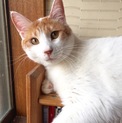 大きい猫好きさんにはたまらない☆友くん