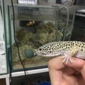 ヒョウモントカゲモドキ、ロボロフスキンク里親募集