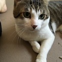 多頭飼育崩壊からのレスキューのキジ白の男の子
