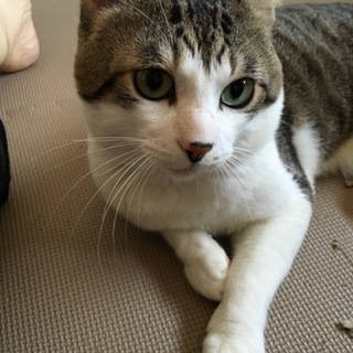多頭飼育崩壊からのレスキューのキジ白の男の子