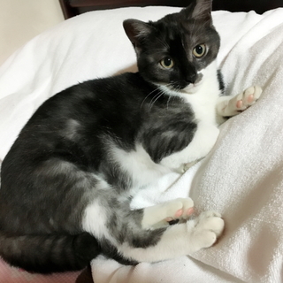 しぐさがかわいい惹かれます!