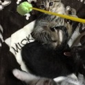おとなしいキジトラちゃん