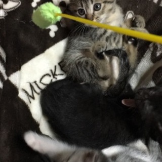 おとなしいキジトラちゃん