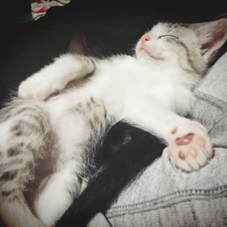 サバシロの男の子！