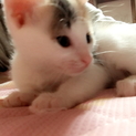 生後１ヶ月 三毛猫ちゃん