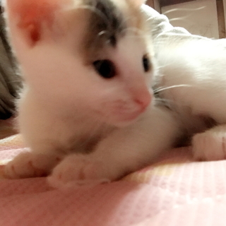 生後１ヶ月 三毛猫ちゃん