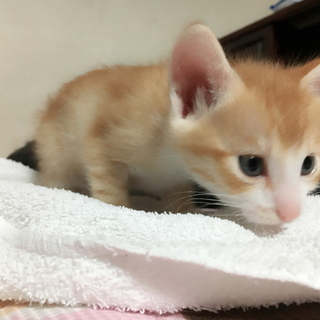 生後一ヶ月の子猫ちゃん