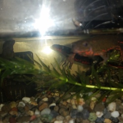 「ｲﾓﾘ(From京都)2」サムネイル2