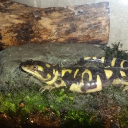 「ｲﾓﾘ(From京都)2」サムネイル3