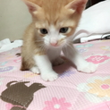 茶白くん