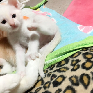 青い眼の白猫くん