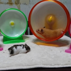 山ちゃんのテーブル散歩デビュー