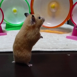 「山ちゃんのテーブル散歩デビュー」サムネイル2