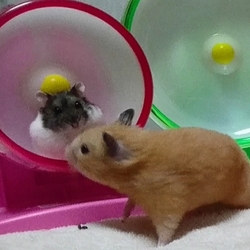 「山ちゃんのテーブル散歩デビュー」サムネイル3