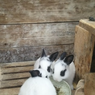 ミニウサギの赤ちゃん　里親募集