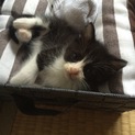 生後一ヶ月 ハチワレ 長毛