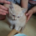 うす茶トラ 1ヶ月 メス