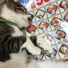 海鮮丼の夢は見られましたか？