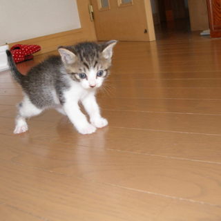 かわいいトラの子猫です！